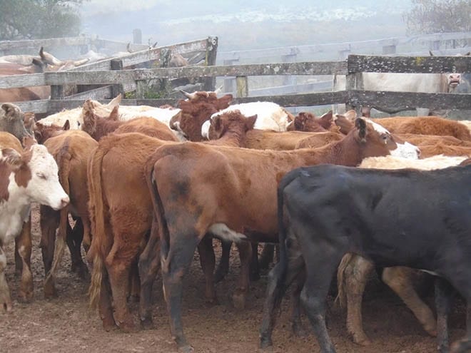 Em São Francisco animais desaparecidos são recuperados