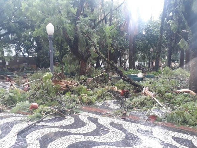 Temporal derruba árvores em Porto Alegre