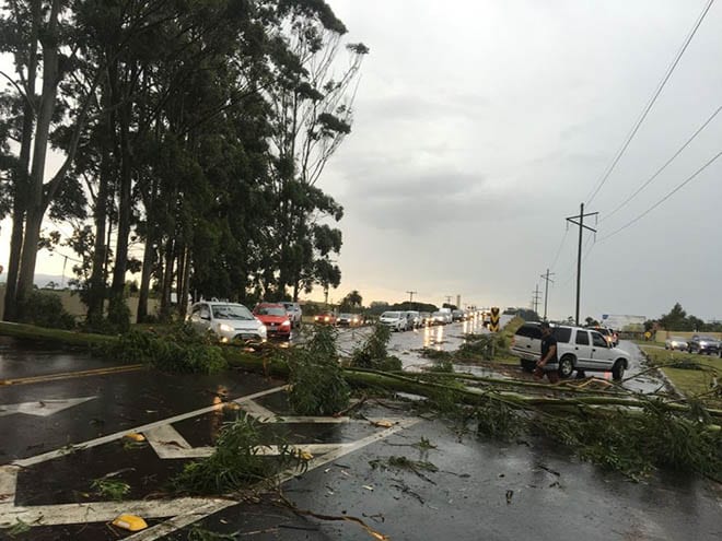 Temporal derruba árvores em Porto Alegre