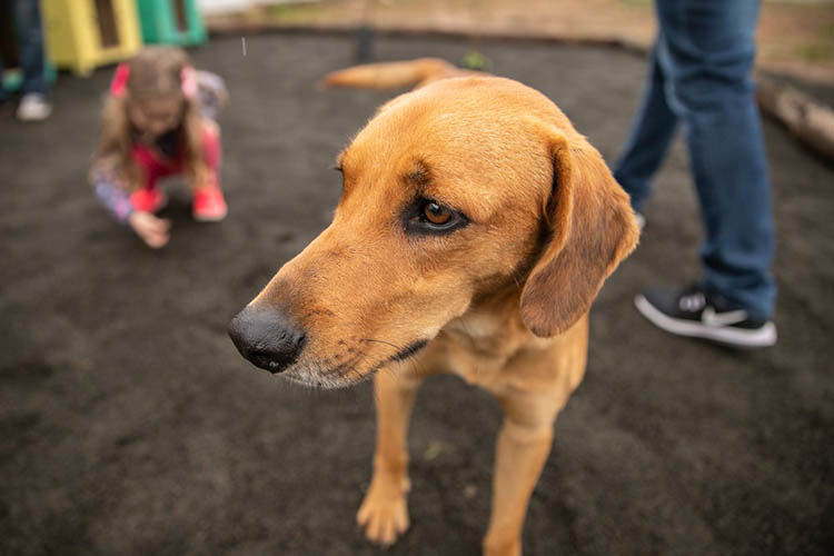 Cão Domínio