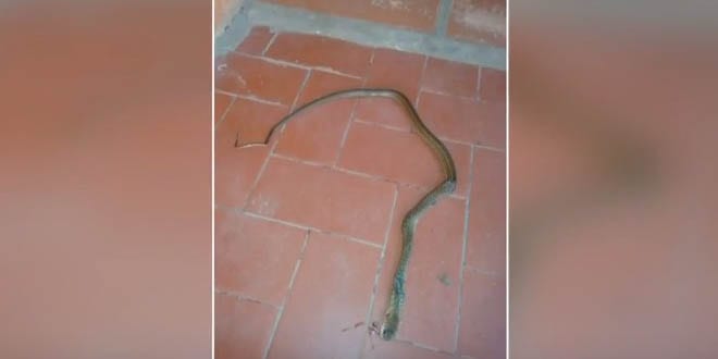 Cobras invadem escola em Santa Maria