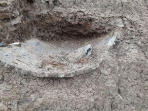 Fóssil de 10 mil anos é encontrado em Alegrete