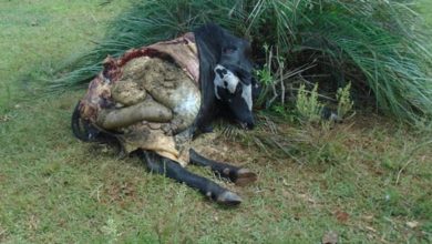 Crime de abigeato em São Francisco de Assis