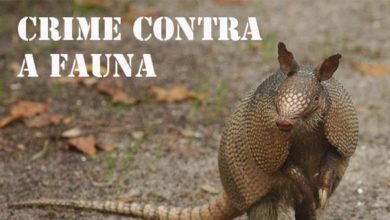 Crime contra a fauna