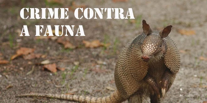 Crime contra a fauna