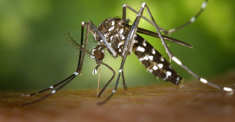 Aedes Aegypti em Santiago