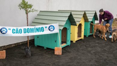 Cão Domínio é criado em Canoas para abrigar Cães comunitários